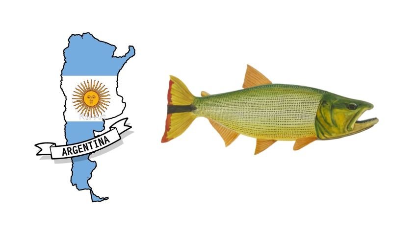 Golden dorado next to a map of Argentina