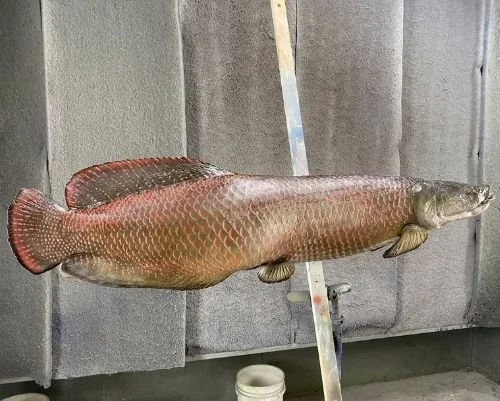 New Wave Taxidermy Arapaima