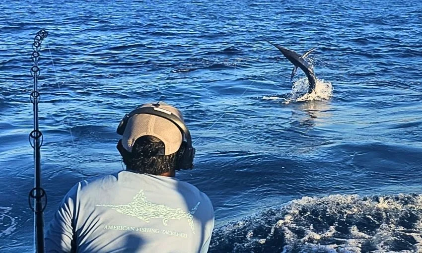 Leaping Striped Marlin Mag Bay BCS Mexico