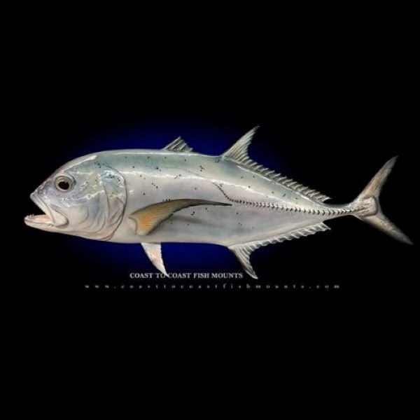Coast to Coast Fish Mounts GT trevally