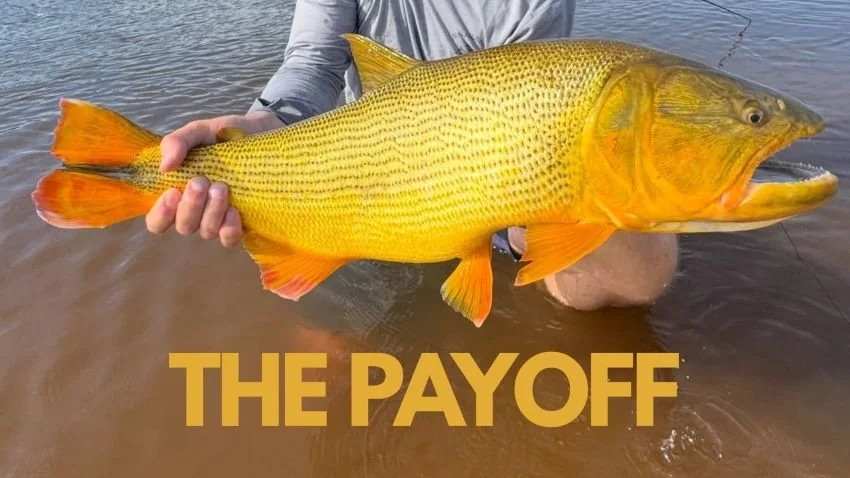 Trophy Golden Dorado Don Joaquin River Lodge Argentina