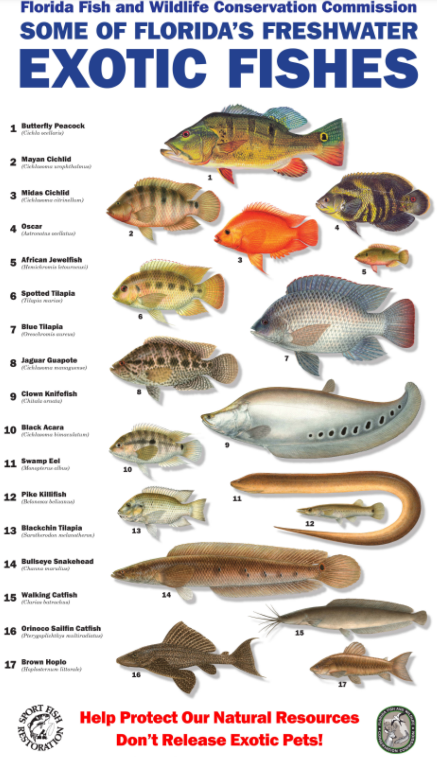 Florida's Exotic Freshwater Fish — Half Past First Cast