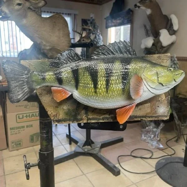 Trophy Yellow Perch Mount
