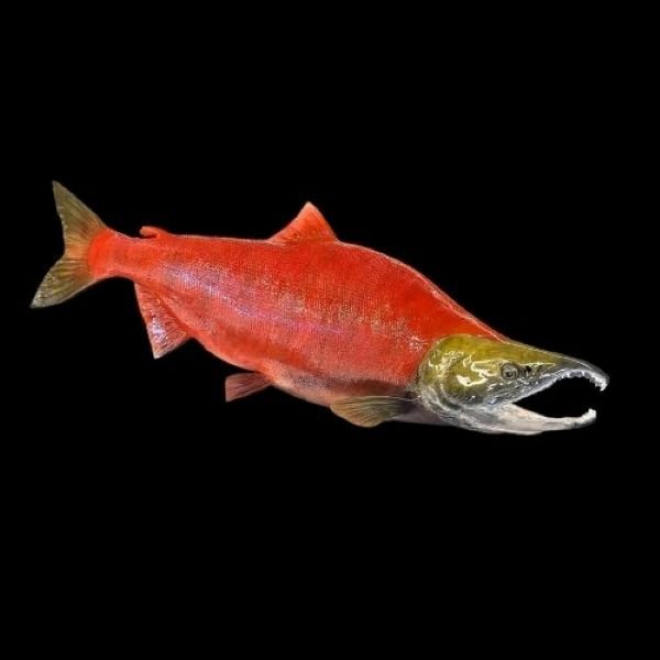 Risovi Fish Replicas on Black Background