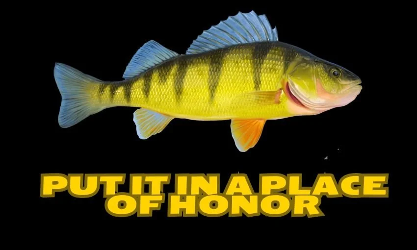 very colorful yellow perch on a black background