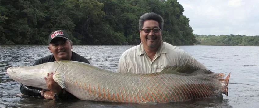 Steve Yatomi King William Adventures Guyana Arapaima