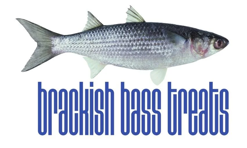 Brackish Mullet Baitfish