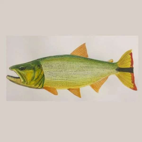 Fishy Dreams Golden Dorado lifelike art
