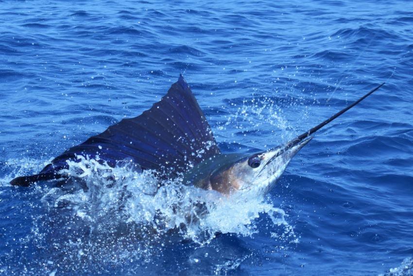 Leaping sailfish Puerto Quetzal Guatemala