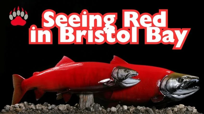 Double sockeye mount from Advanced Taxidermy