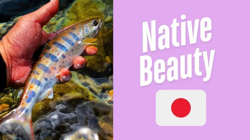 Handheld Japanese trout Amago