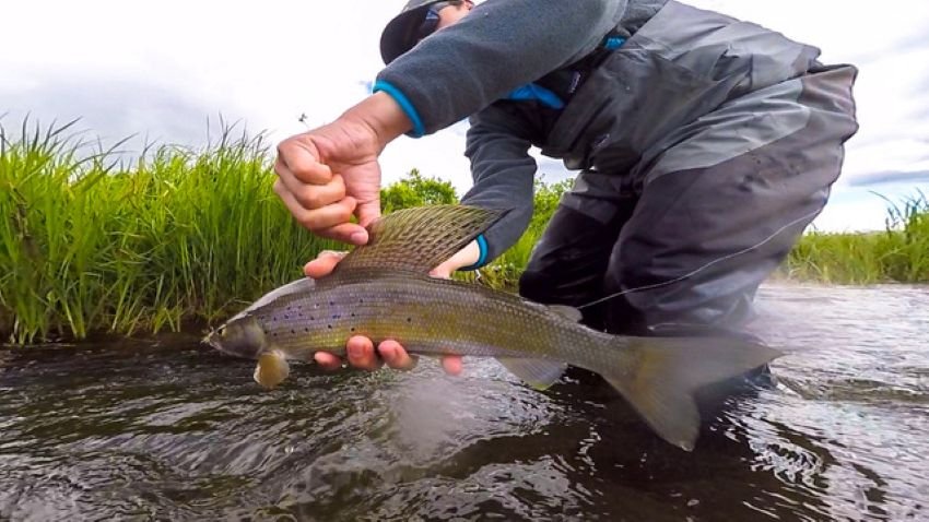 Alaska Fishing guide holding up Arctic Grayling "sail"