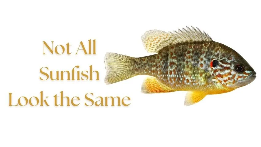 Small Pumpkinseed Sunfish