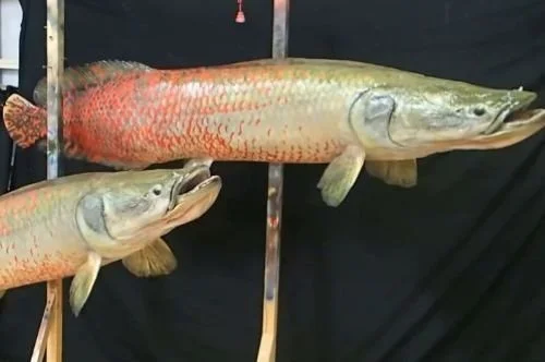 Marine Creations Taxidermy dual pirarucu