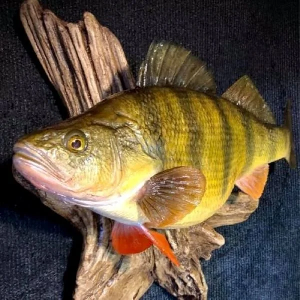 Kraus Fish Artistry Yellow Perch