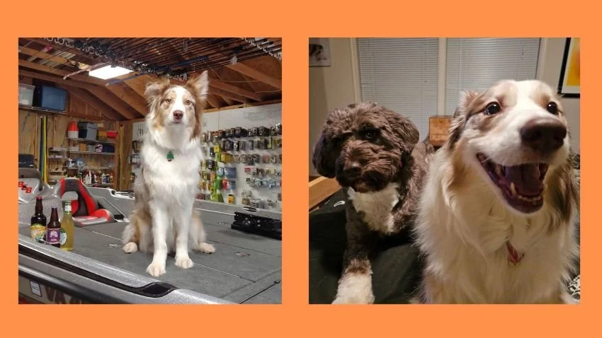 Red Merle Australian Shepherd named Rooster with his friend Kuma