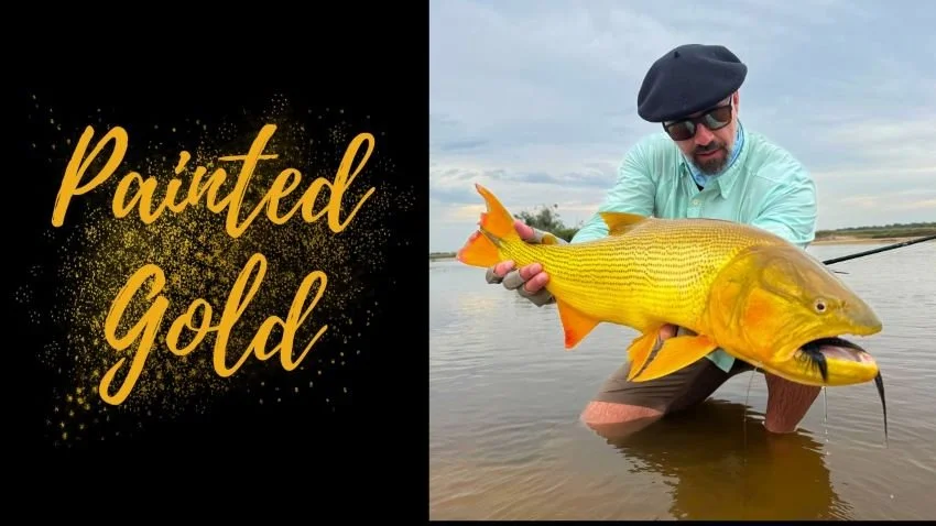 Fly fishing golden dorado caught in Argentina