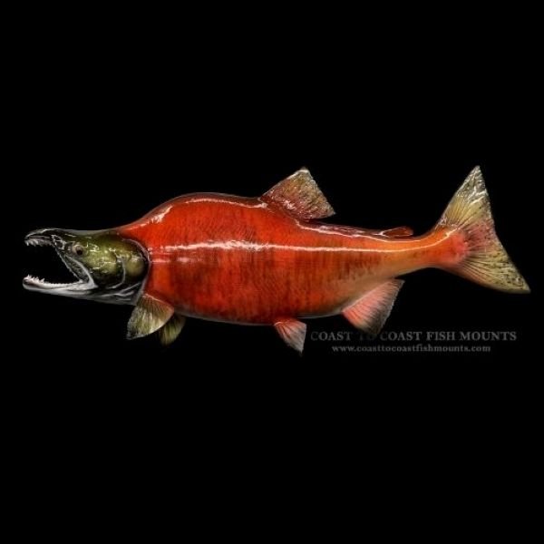 Bright red humpback sockeye salmon fiberglass replica