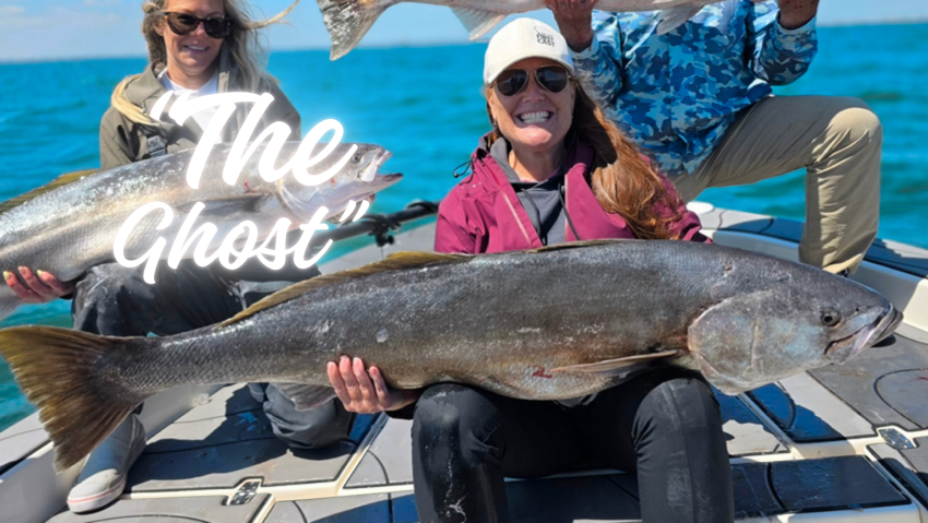 Hanna Robbins White Seabass Catalina Island