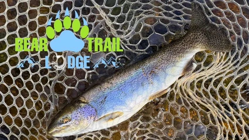 Alaskan rainbow trout in the net