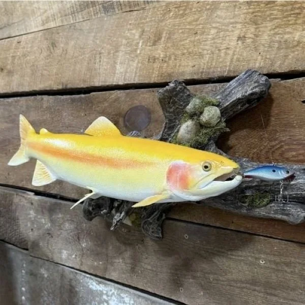 Palomino trout chasing a lipless crankbait
