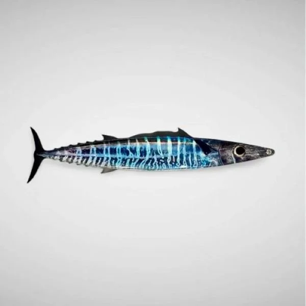 Fire Tailz Wahoo Teaser