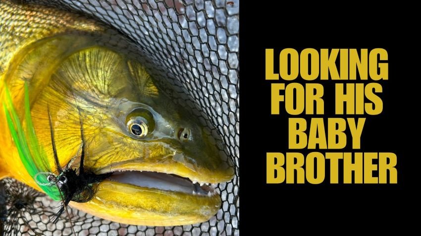 Trophy Golden Dorado Gamefish in the Net