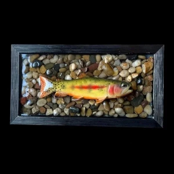 Framed golden trout replica on stream gravel