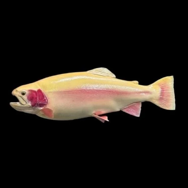 Kronenwetter Fish Taxidermy Golden Trout