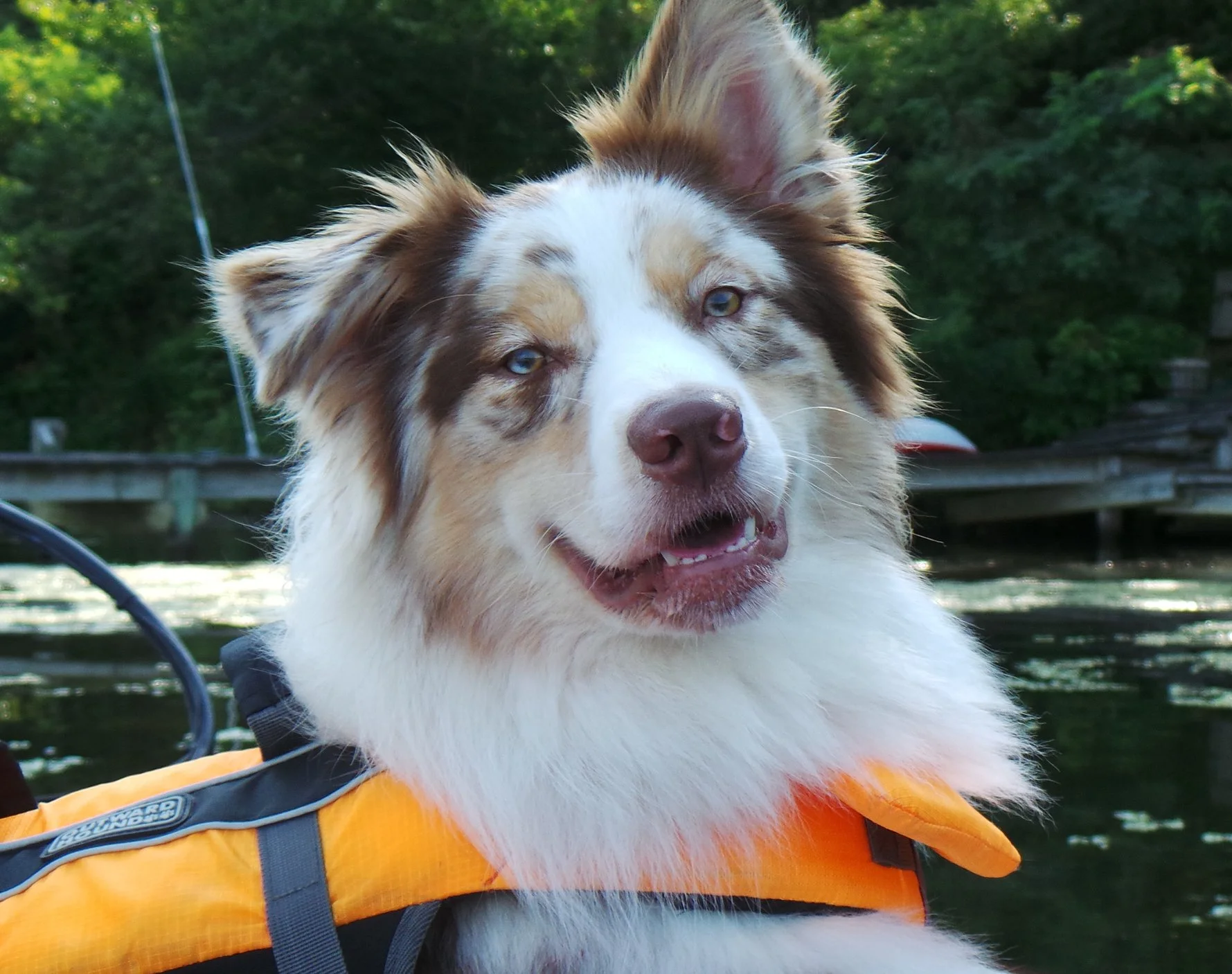 Australian Shepherd wearing a lifejacket