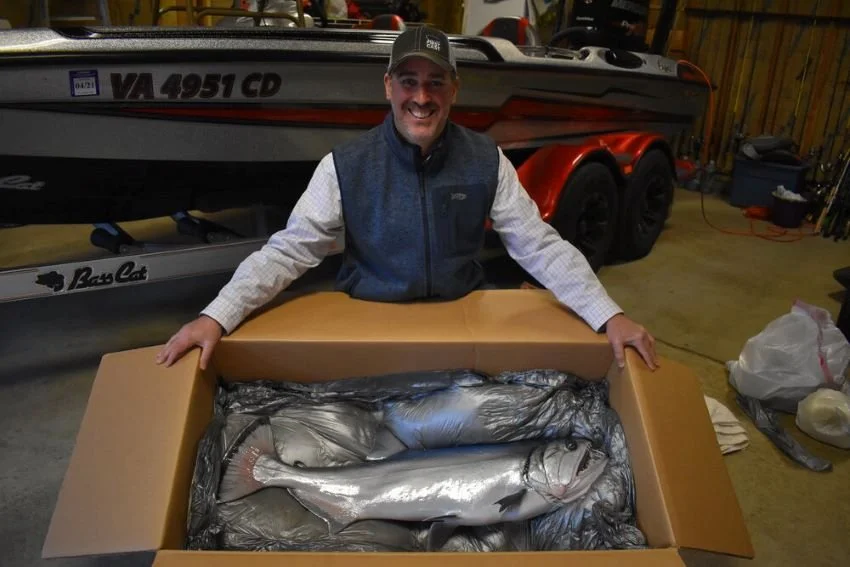 Boxed Payara replica from Advanced Taxidermy in Canada