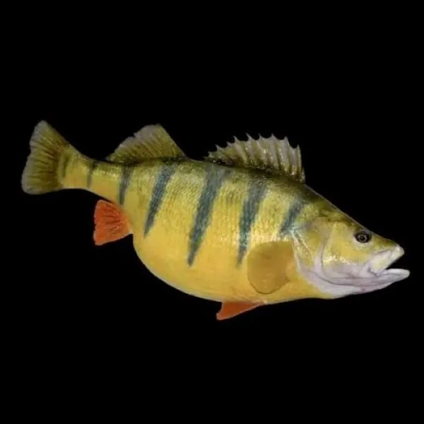 Anglers Artistry yellow perch replica on black background