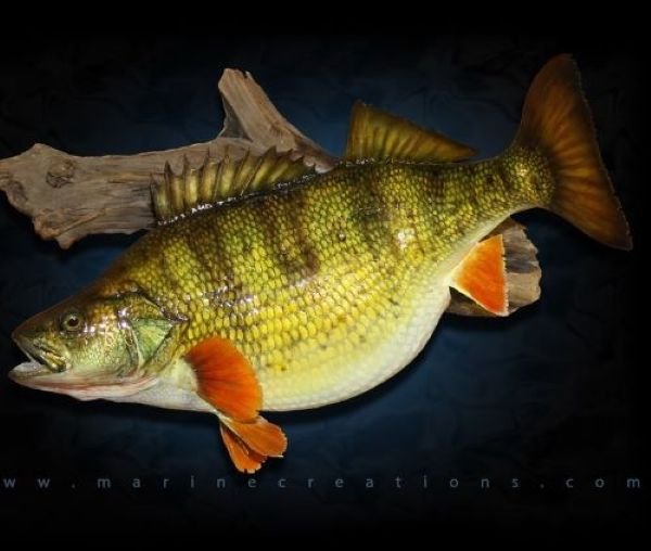 Potbellied yellow perch replica