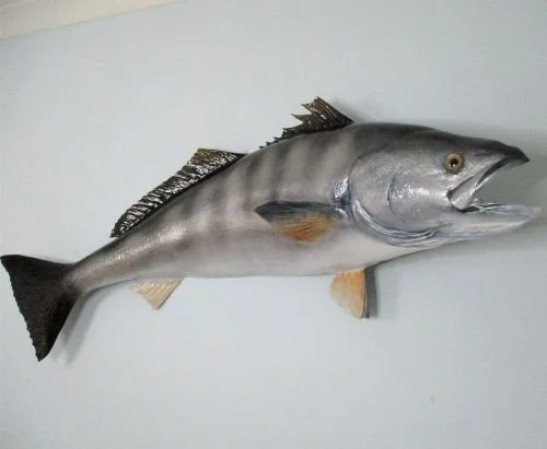 Fiberglass fish replica mount white seabass