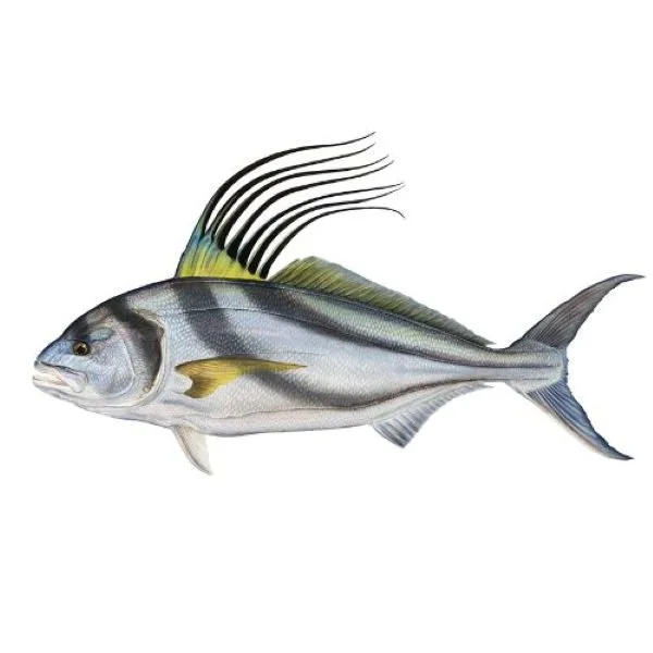 Roosterfish drawing