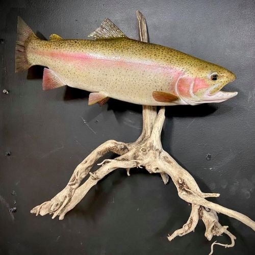 right-facing rainbow trout taxidermy on driftwood