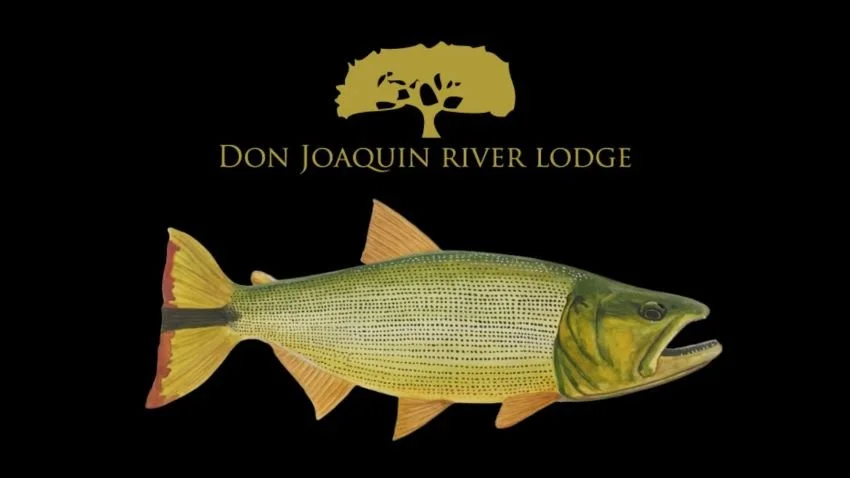 Bright golden dorado at Don Joaquin River Lodge