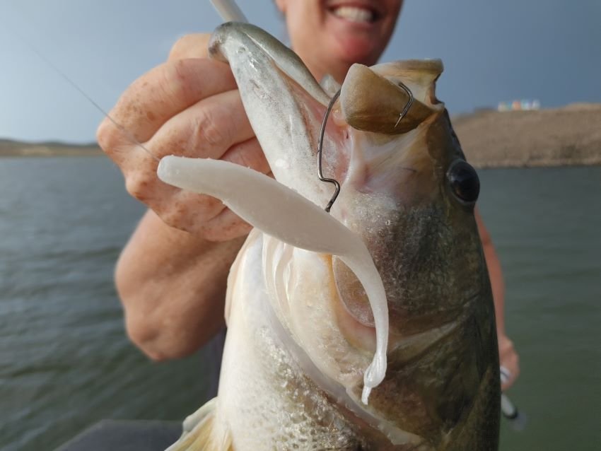 A white Zoom Super Fluke works well on largemouth bass chasing baitfish at Lake El Salto