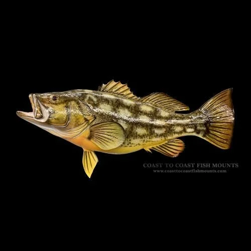 Calico Bass Coast to Coast Fish Mounts