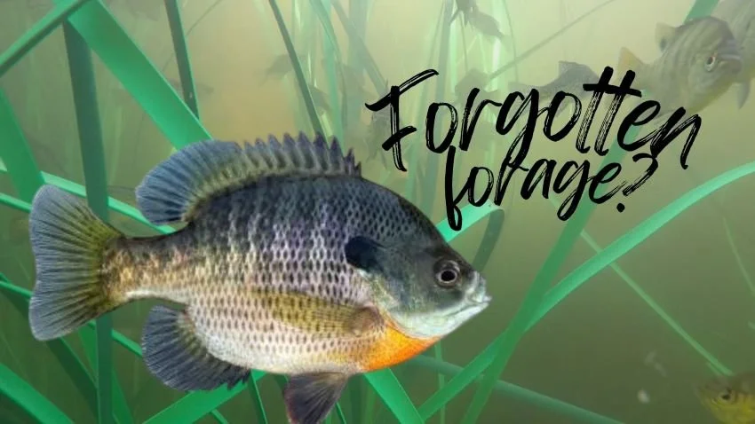 Bluegill preferred bass forage