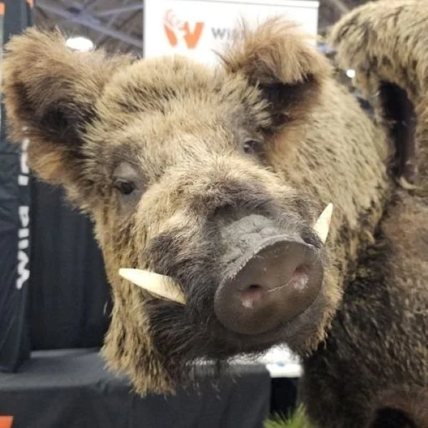 Hungarian Wild Boar Taxidermy trophy