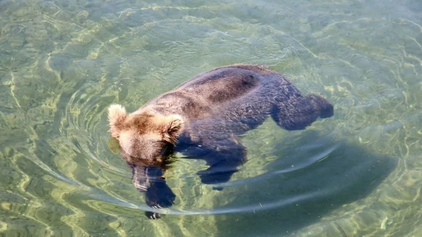 Bear Swimming looking for salmon on Brooks River Alaska
