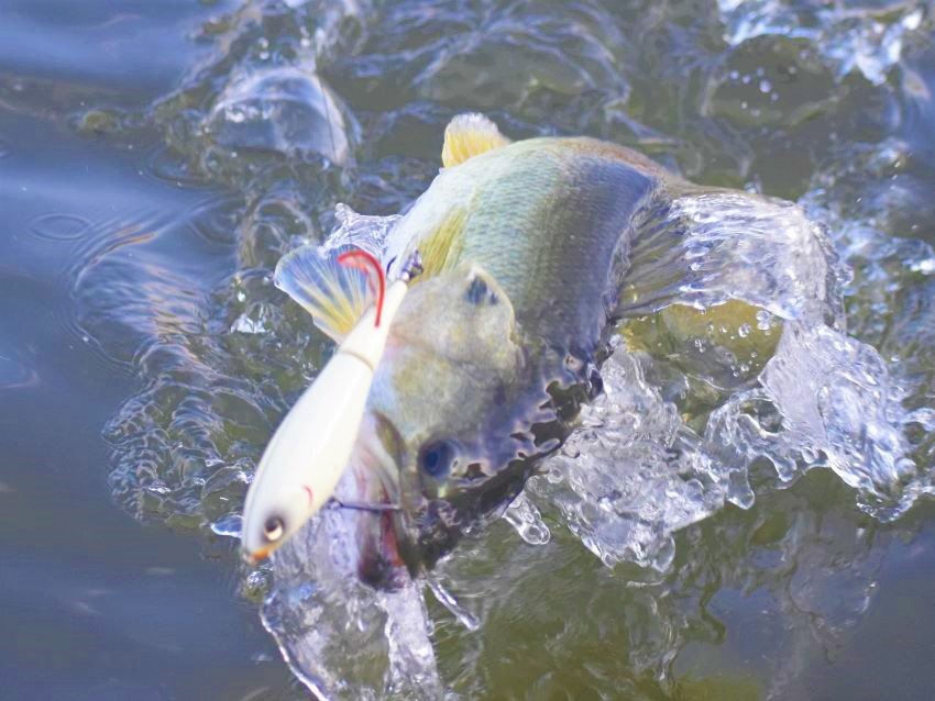 Our Top Five Berkley Lures for Big Mexican Bass — Half Past First Cast