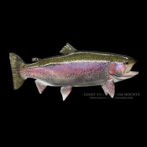 Fiberglass rainbow trout replica on black background