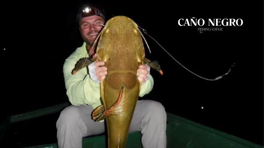 Giant Redtail Catfish caught at night in Bolivia