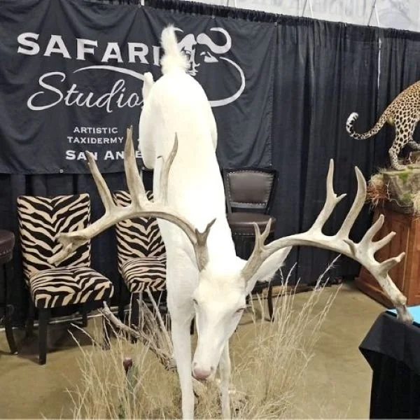 Leaping albino deer taxidermy mount