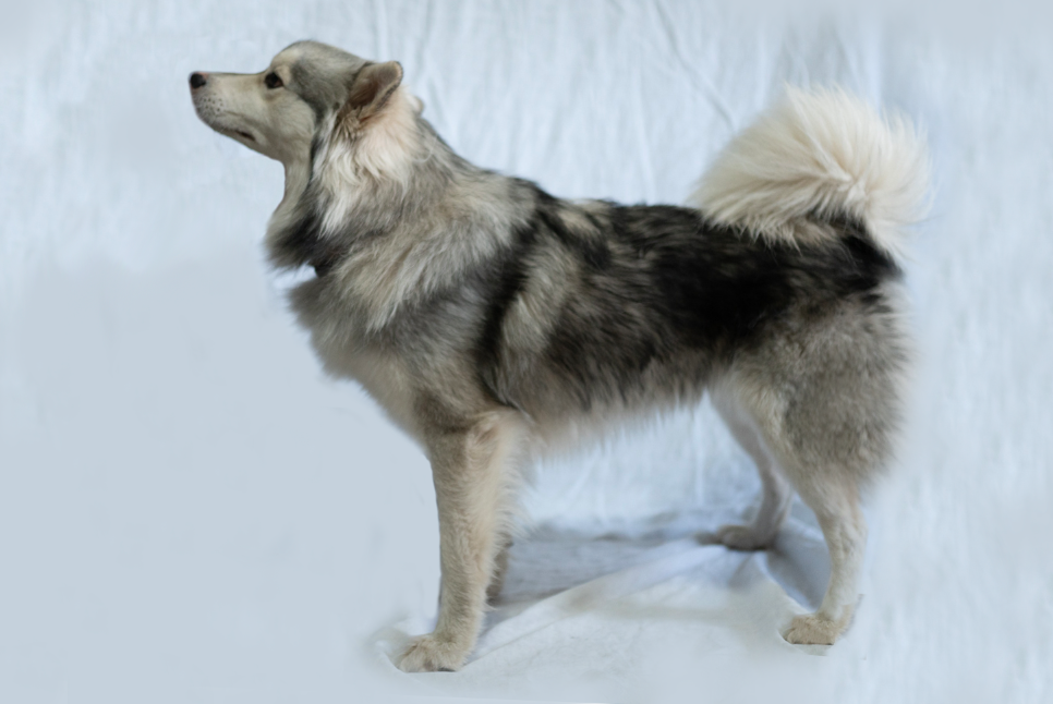  Aspen’s Silvernight Cirilla