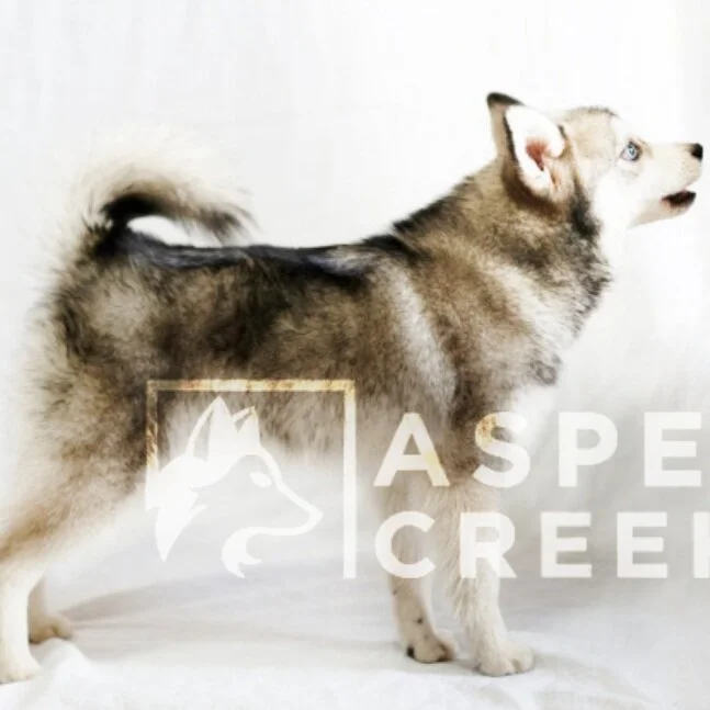 Aspen’s Dezi Perceus