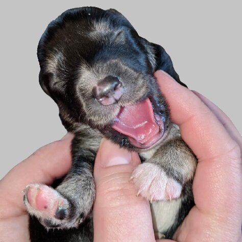 are your newborn puppies crying constantly