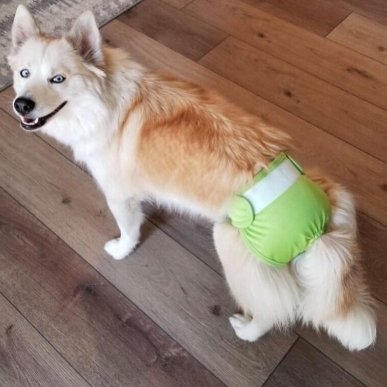 First Female Puppy Heat (Period)